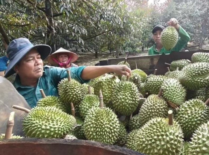 India to ease export requirements for Vietnamese durian